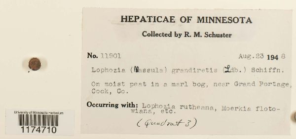 Schistochilopsis grandiretis image