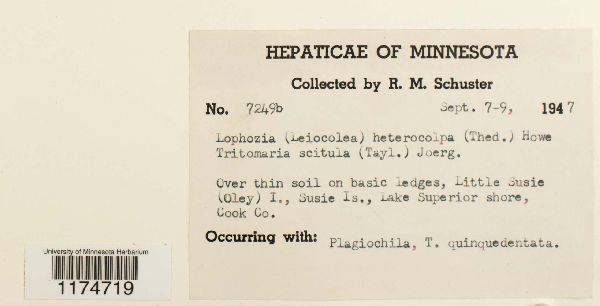 Jungermanniaceae image