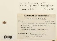 Mesoptychia heterocolpos image