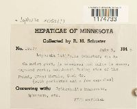 Schistochilopsis incisa image