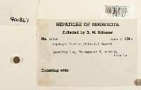 Schistochilopsis incisa image