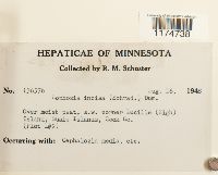 Schistochilopsis incisa image