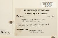 Schistochilopsis incisa image