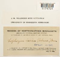 Schistochilopsis incisa image