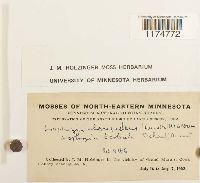 Lophoziopsis longidens image