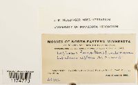 Lophoziopsis longidens image