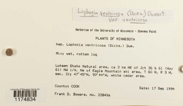 Lophozia ventricosa var. ventricosa image