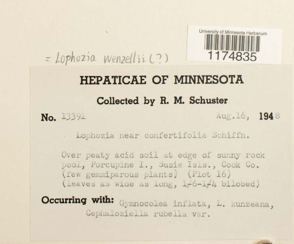 Lophozia wenzelii image