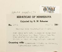 Media resource of Lophozia wenzelii