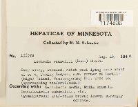 Lophozia wenzelii image