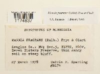 Mannia fragrans image