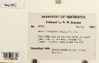 Mannia fragrans image