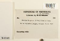 Mannia fragrans image