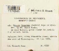 Mannia fragrans image