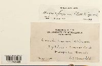 Mannia fragrans image