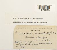 Mannia fragrans image