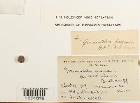 Mannia fragrans image