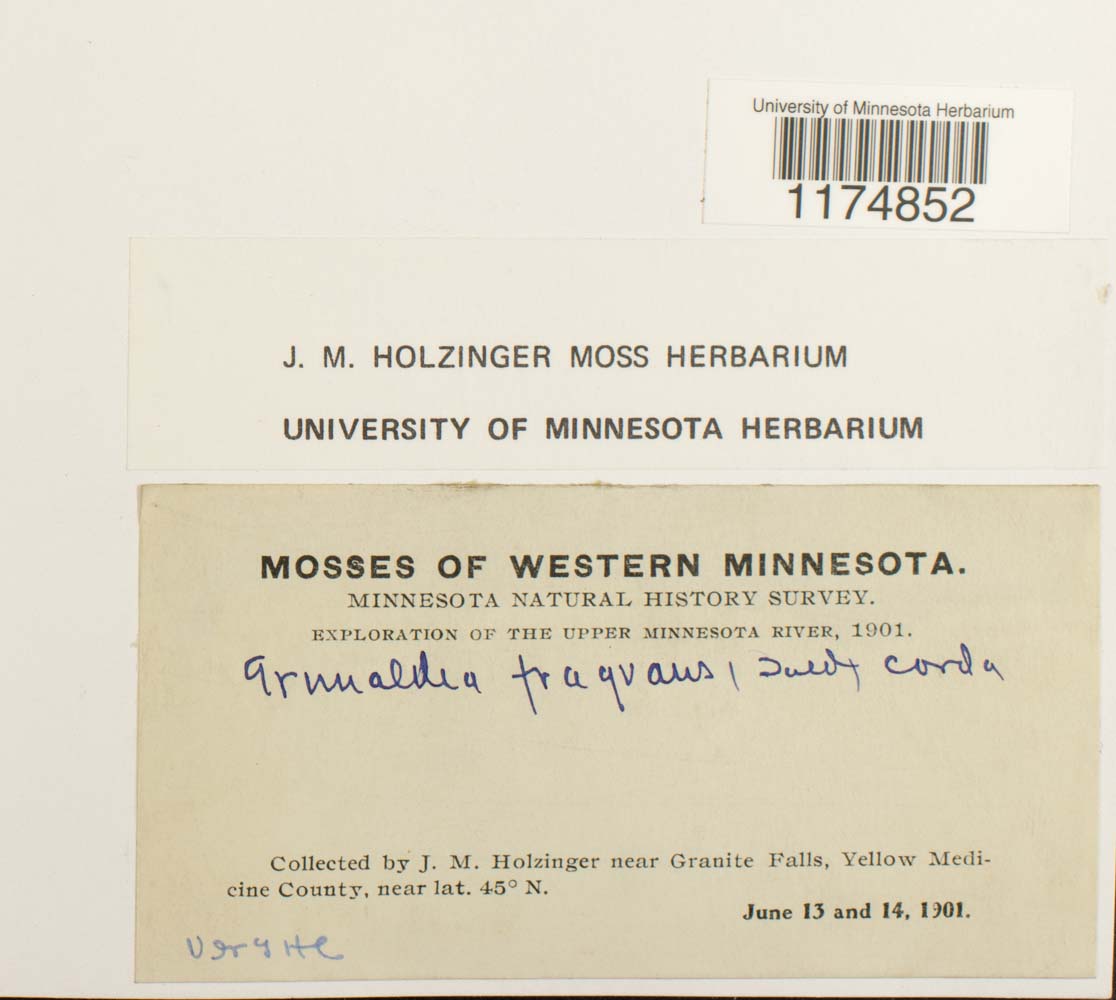 Mannia fragrans image