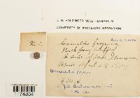 Mannia fragrans image