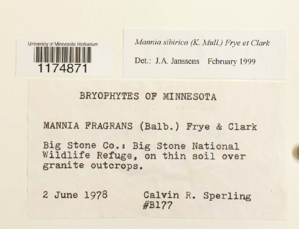 Mannia sibirica image