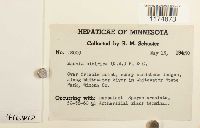 Mannia sibirica image