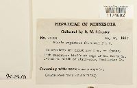 Mannia triandra image