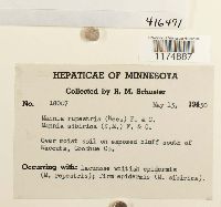 Mannia triandra image