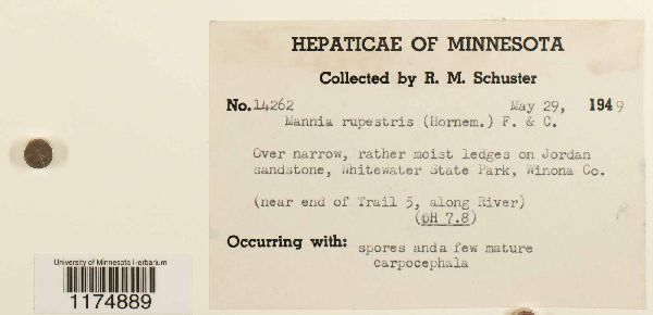 Mannia triandra image