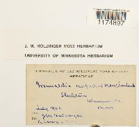 Mannia triandra image