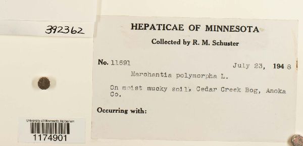 Marchantia polymorpha image
