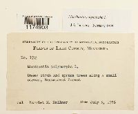 Marchantia polymorpha image