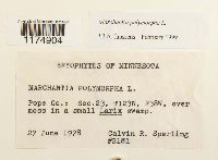 Marchantia polymorpha image