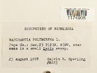 Marchantia polymorpha image