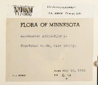 thumbnail image of current specimen