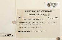 Marchantia polymorpha image