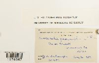 Marchantia polymorpha image