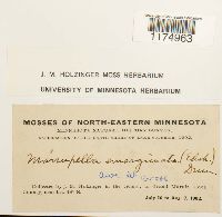 Marsupella emarginata image