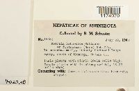 Moerckia hibernica image