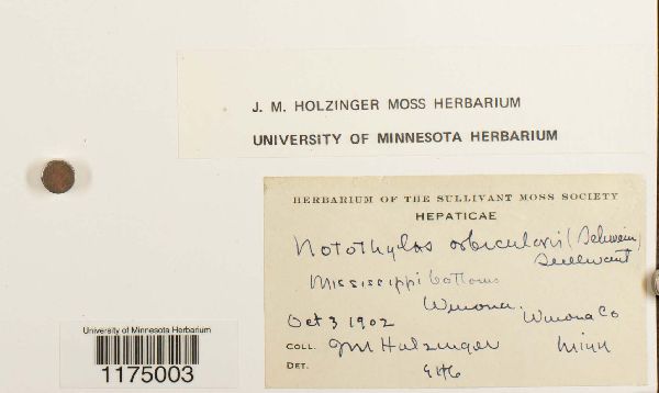 Notothylas orbicularis image