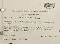 Nowellia curvifolia image