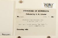 Odontoschisma denudatum image