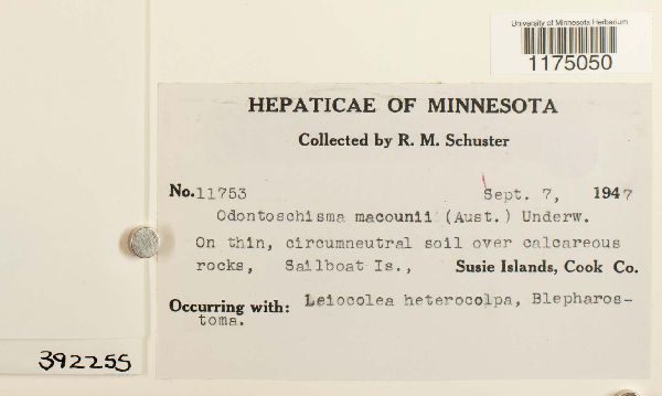 Odontoschisma macounii image