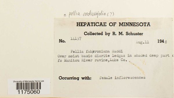 Apopellia endiviifolia image