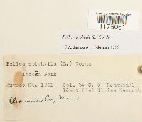 Media resource of Pellia epiphylla