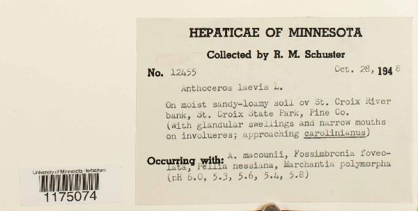 Anthocerotaceae image