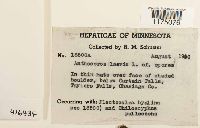 Phaeoceros laevis image