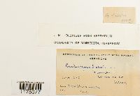 Phaeoceros laevis image