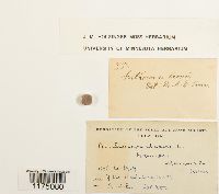 Phaeoceros laevis image