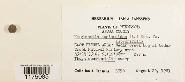 Plagiochila asplenioides image