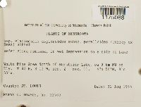 Plagiochila asplenioides image